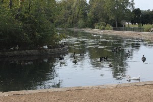 Why not take a moment to feed some of the ducks and geese at Sequiota Park?