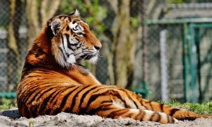 tiger-1342382_640