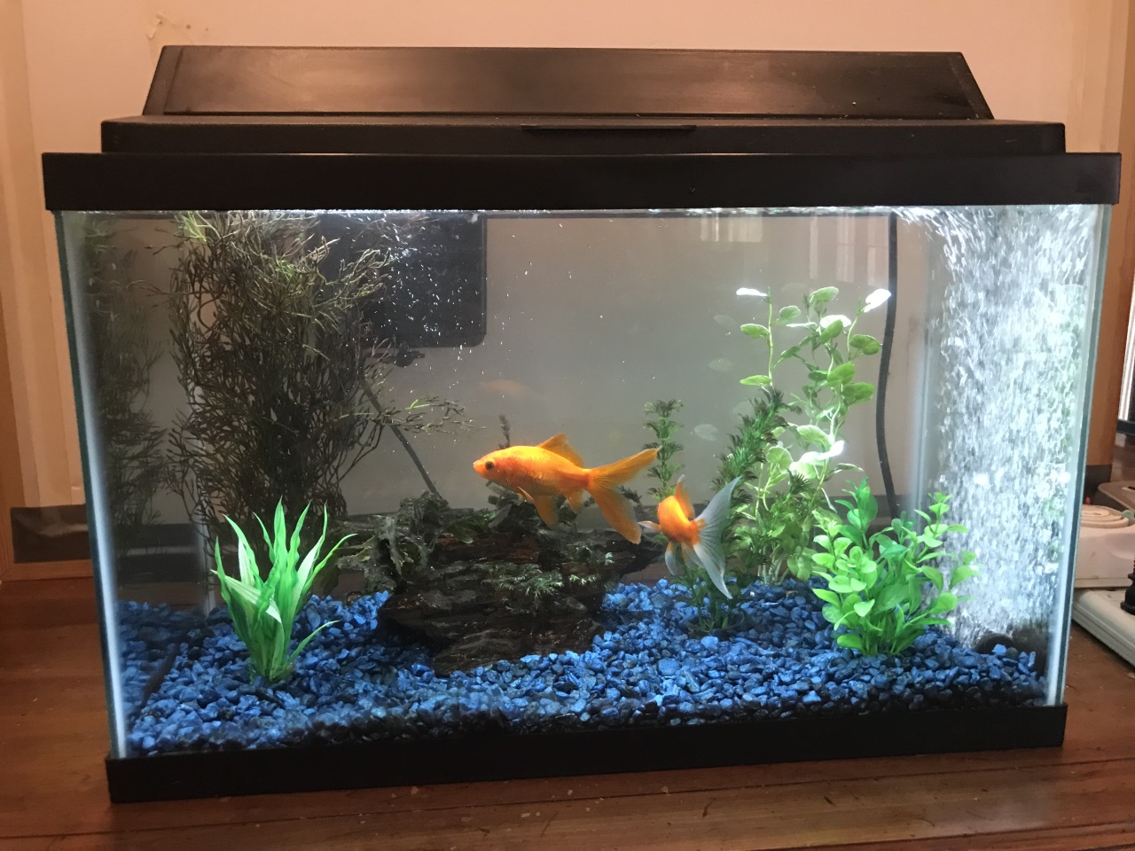 How to Set Up a Fish Tank - The Scoop